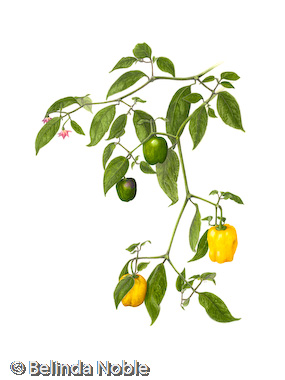 Capsicum Pubescens Yellow rocoto.